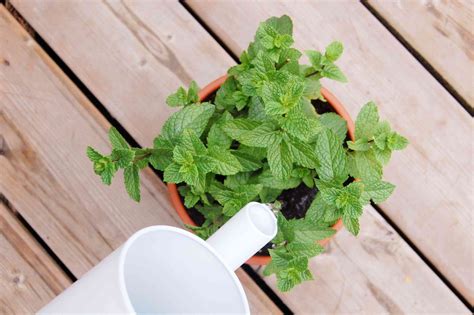 How To Grow A Mint Container Garden