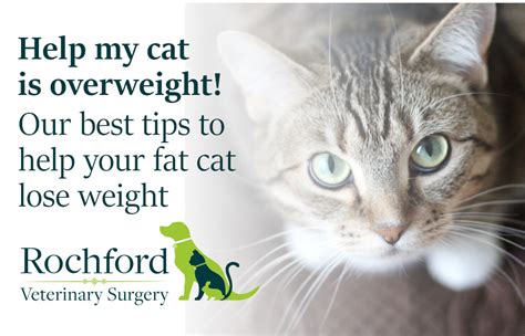 The standard weight of cats varies with several factors, but mainly with the breed type and the cat's lifestyle. Help my cat is overweight! Our best tips to help your fat ...
