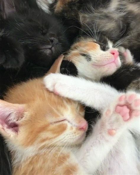 Just A Sleeping Pile Of Happiness Eyebleach Pretty Cats Sleeping