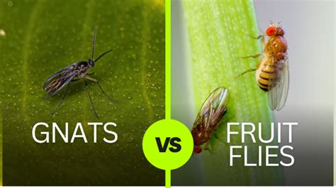 Gnats Vs Fruit Flies Whats The Difference