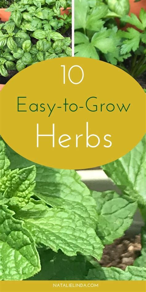 10 Easy To Grow Herbs Natalie Linda Herbs Easy Garden Planting Herbs