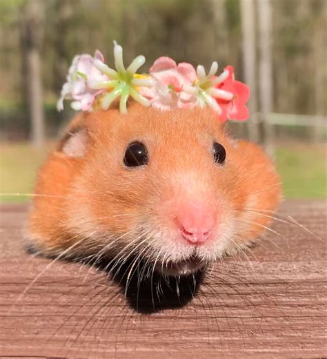 Looking Fancy 💖 Funny Hamsters Wild Hamsters Cute Funny Animals