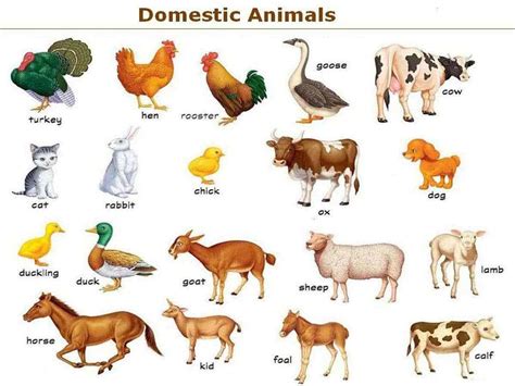 Farm Domestic Animals Vocabulary In English Animal Pictures For Kids