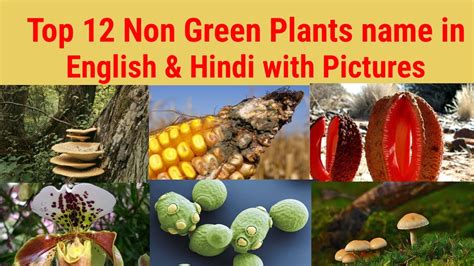 Non Green Plants Examples Non Green Plants Name In English And Hindi