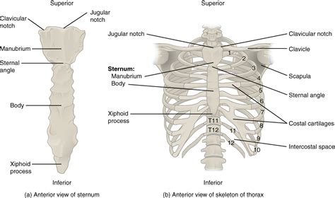 Anatomy And Physiology The Thoracic Cage