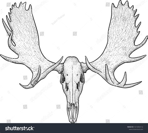 Moose Skull Drawing