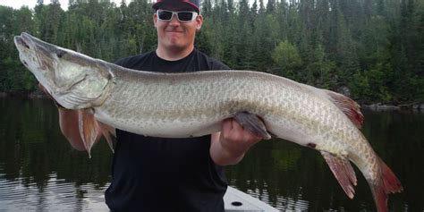 Muskie Fishing Tips And Species Information