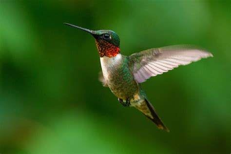 The Public Learns About Hummingbirds Wsiu
