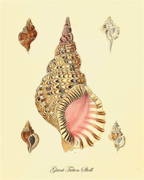 Sea Shell Print Beach Decor Art Nautical Print Natural History