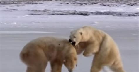 Polar Bears On The Verge Of Extinction Scientists Give Them Up To 2100