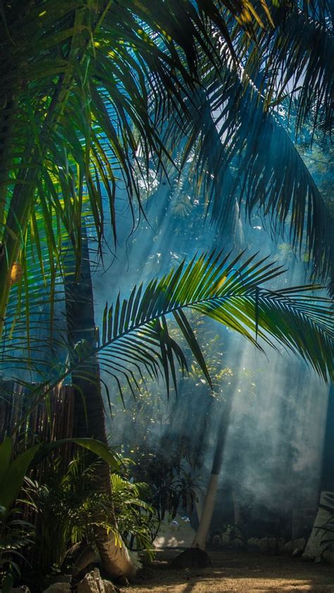 Jungle 🌴 Best Nature Wallpapers Beautiful Landscape Wallpaper
