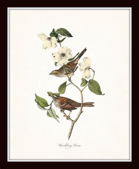 Bird And Botanical Print Set No 1 Redoute Botanical Prints Etsy