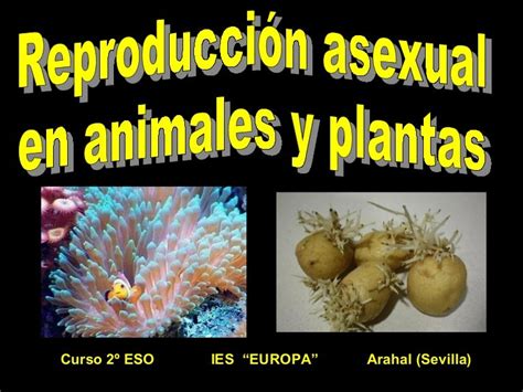 Reproducción Asexual En Animales Y Plantas
