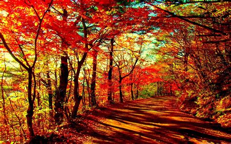 Autumn Forest Macbook Air Wallpaper Download Allmacwallpaper