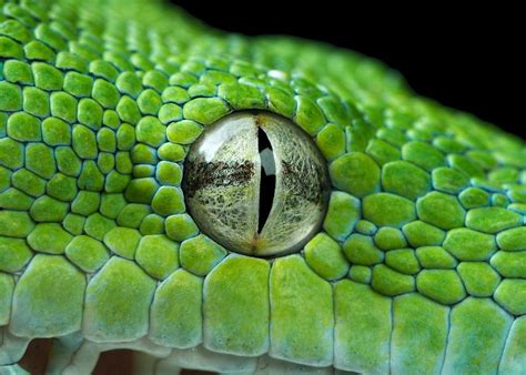 Snake Eye Closeup By Henrik Vind On 500px Snake Eyes Snake Painting