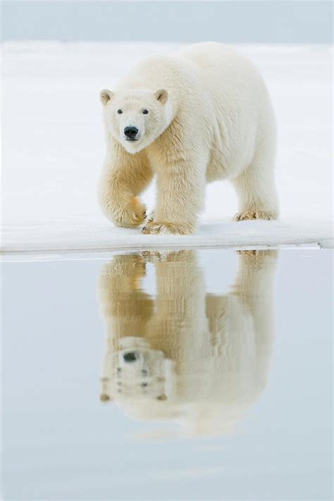 Polar Bear Ursus Maritimus Young Bear Photograph By Steven Kazlowski