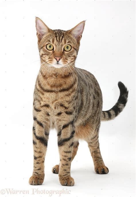 Bengal male cat standing photo WP39927