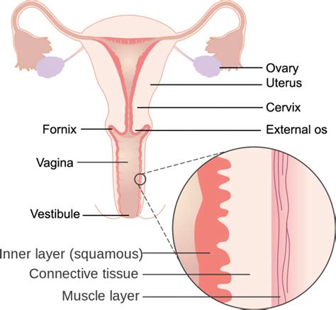 Vagina Meddists