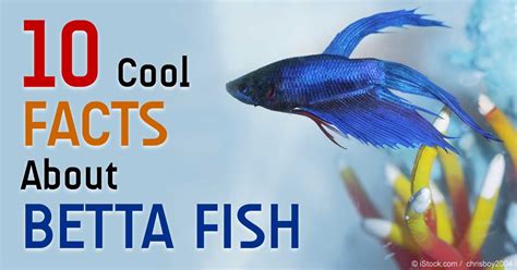 10 Cool Facts About These Colorful Betta Fish
