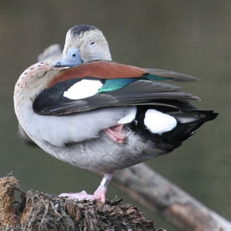 Ringed Teal