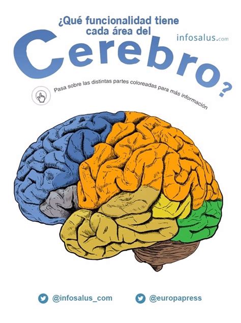 5 Curiosidades Del Cerebro