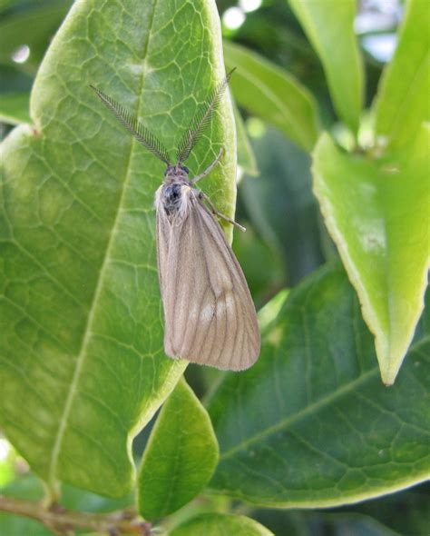 Bug Eric Moth Monday California Oak Moth