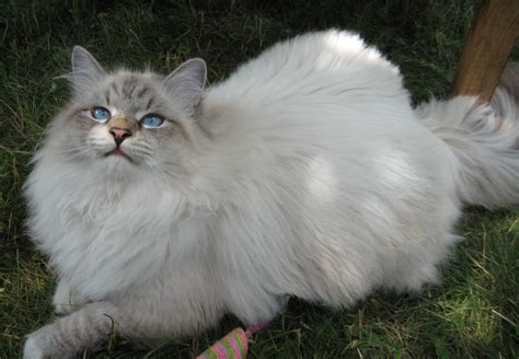 Siberian Cat On Grass Wallpapers And Images Wallpapers Pictures Photos