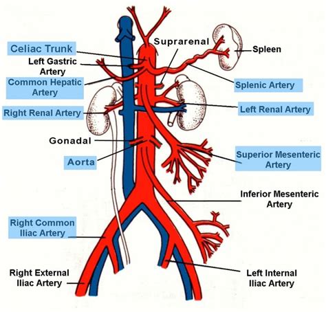 Distal Aortic Branches Anatomy Arteries Anatomy Abdominal Aorta