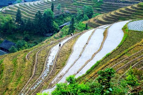 Longji Terrace Rice Field Editorial Image Image Of Farming 126681190