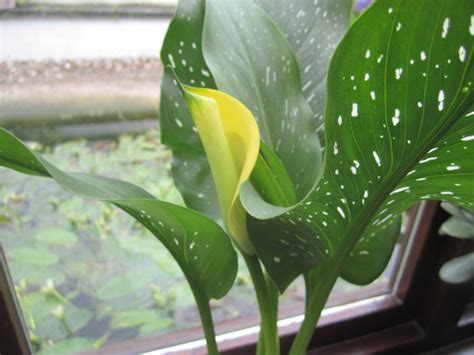 Arum Lily Yellow Grows On You