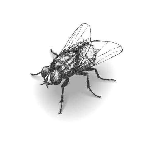 Pencil Drawing Housefly Pencildrawing2019