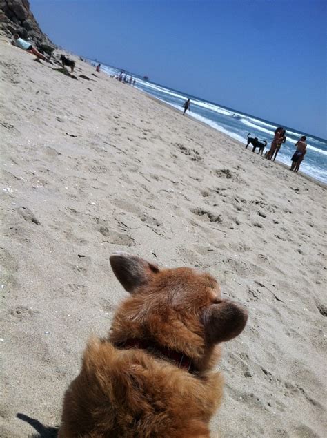 Morty The Corgi Beach Corgi Dogs Beach