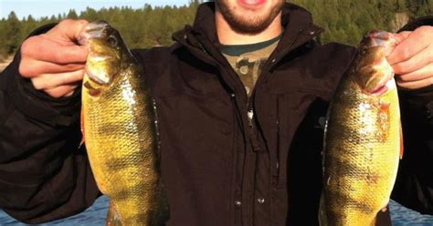 The Fall And Rise Of Yellow Perch In Lake Cascade Idaho Idaho Fish