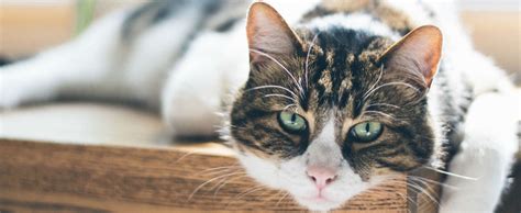Vomiting can accompany many common cat illnesses, as well. My cat was put on a special diet for vomiting and diarrhea ...