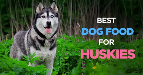 Small breed, adult, puppy and 5 more. Best Dog Food for Huskies: What Should I Feed My Siberian ...