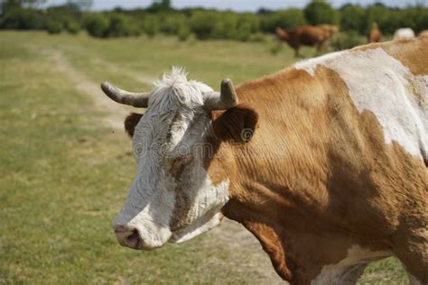 Close Up Of A Spotted Cow In The Background A Herd Of Cows Grazes In