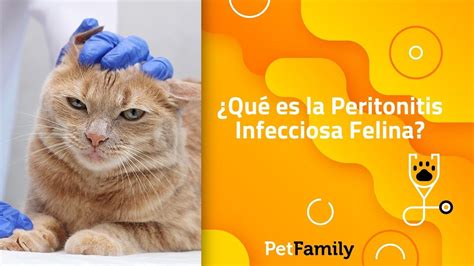 Qu Es La Peritonitis Infecciosa Felina Youtube