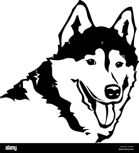 Siberian Husky Illustration Stock Vector Image Art Alamy