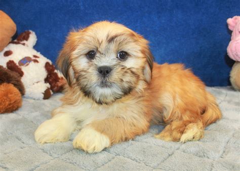 Lhasa Apso Puppies For Sale Long Island Puppies