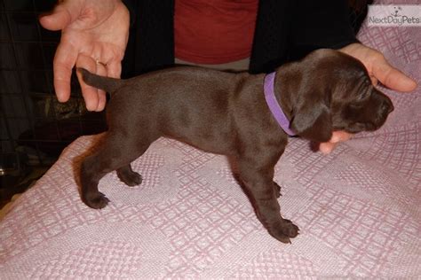 German shorthaired pointer, ohio » liberty township. Oval Girl: German Shorthaired Pointer puppy for sale near ...