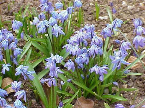 What Are The Earliest Blooming Spring Bulbs Dengarden