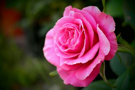 Images Gratuites Fleur Pétale Macro Rose Flore Détail