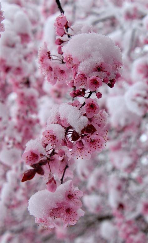 Pin By Mabel Tejera On Postales De Invierno Winter Flowers Flower