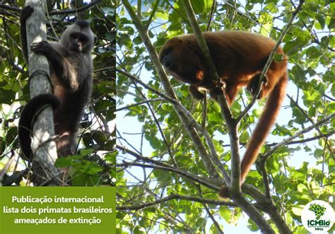 Publicação Internacional Lista Dois Primatas Brasileiros Ameaçados De