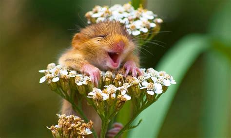 49 Funny Pictures Of Animals Laughing Will Brighten Up Your Day