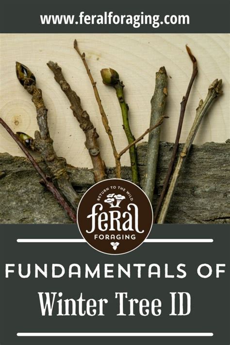The Ultimate Guide To Winter Tree Identification Feral Foraging