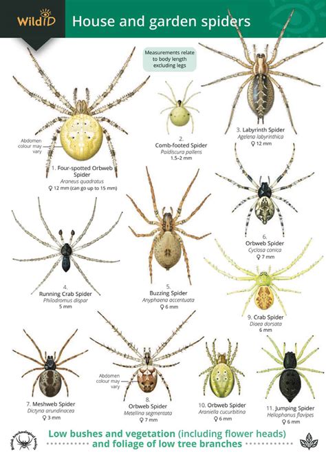 Spiders Guide Field Studies Council Ubicaciondepersonascdmxgobmx