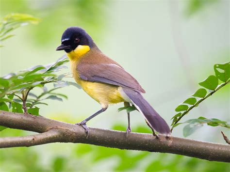 Blue Crowned Laughingthrush Shanghai Birding 上海观鸟