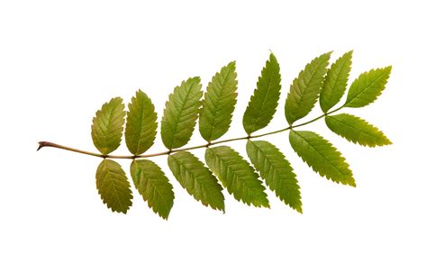 Faqja zyrtare e reg sh.p.k. Folia Fraxinus - Ash leaves - Feuilles de frêne - Gjethe ...