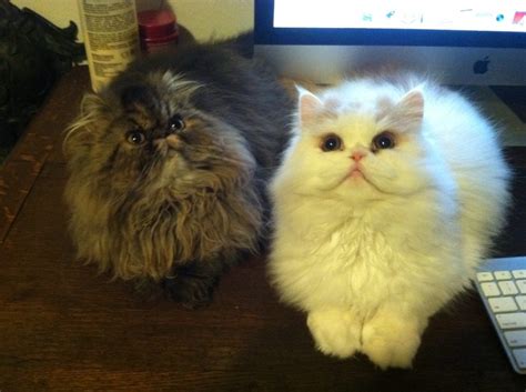 Shaded golden persian kitten for sale. Persian kittens for sale Toledo, persian kittens for sale Ohio